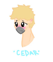 Cedar