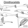 Ornithocetid Genera