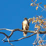 Watchful Hawk