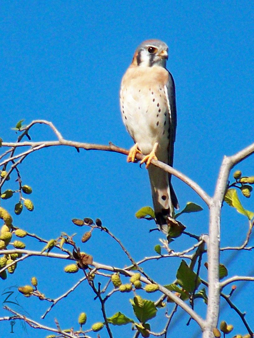 American Kestrel