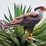 (Northern) Crested Caracara