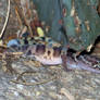 Western Banded Gecko