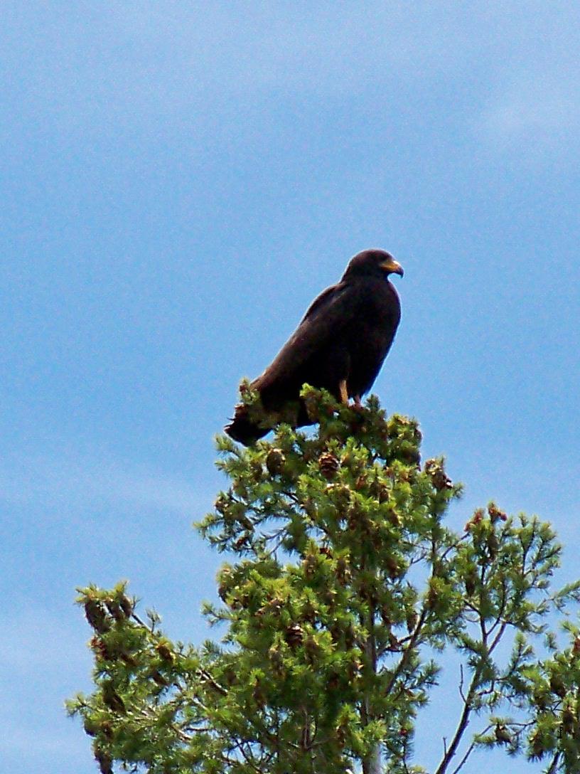 Common Black-Hawk