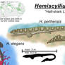 Hemiscylliusaurus