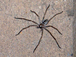 Big Bad Wolf... Spider