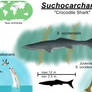 Suchocarcharus