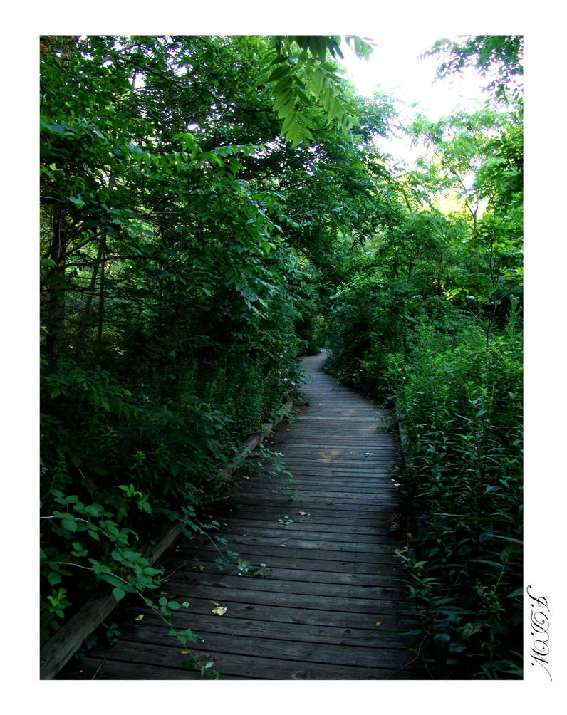 jungle path by tigertial8888 on DeviantArt