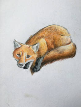 Little fox