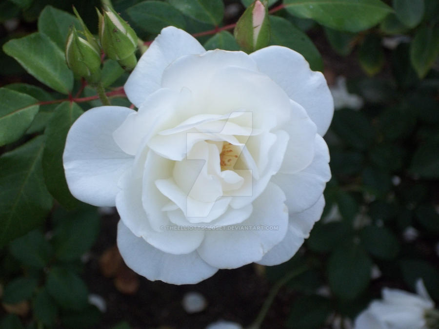 Disney Rose (disney flower series) by theelliottscloset on DeviantArt