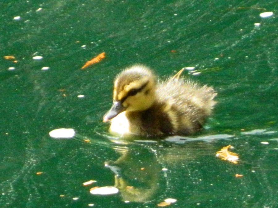 Baby Duck