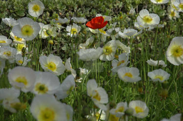 Poppies my Pretty