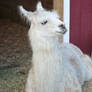 Llama