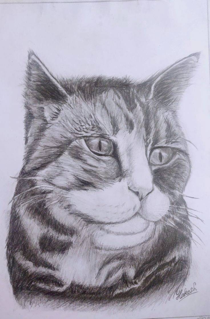 A Pencil Shading of cat. by hakeshkirubakaran on DeviantArt A Pencil Shading of cat. by hakeshkirubakaran on DeviantArt