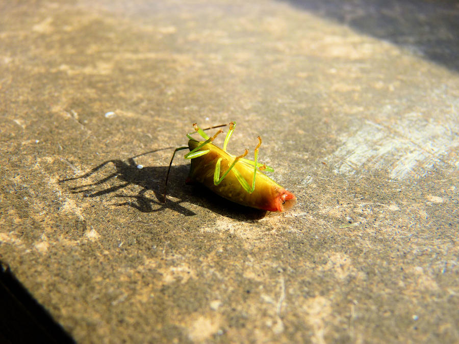 Aniniit Insect insect II. by sternengefluester on DeviantArt