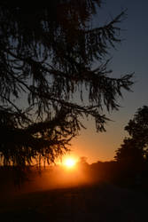 Sunset in the orchard