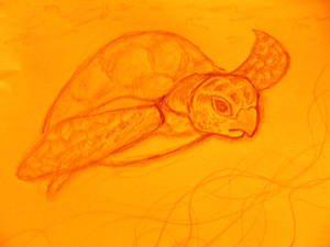 honu