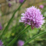 Chive in flower