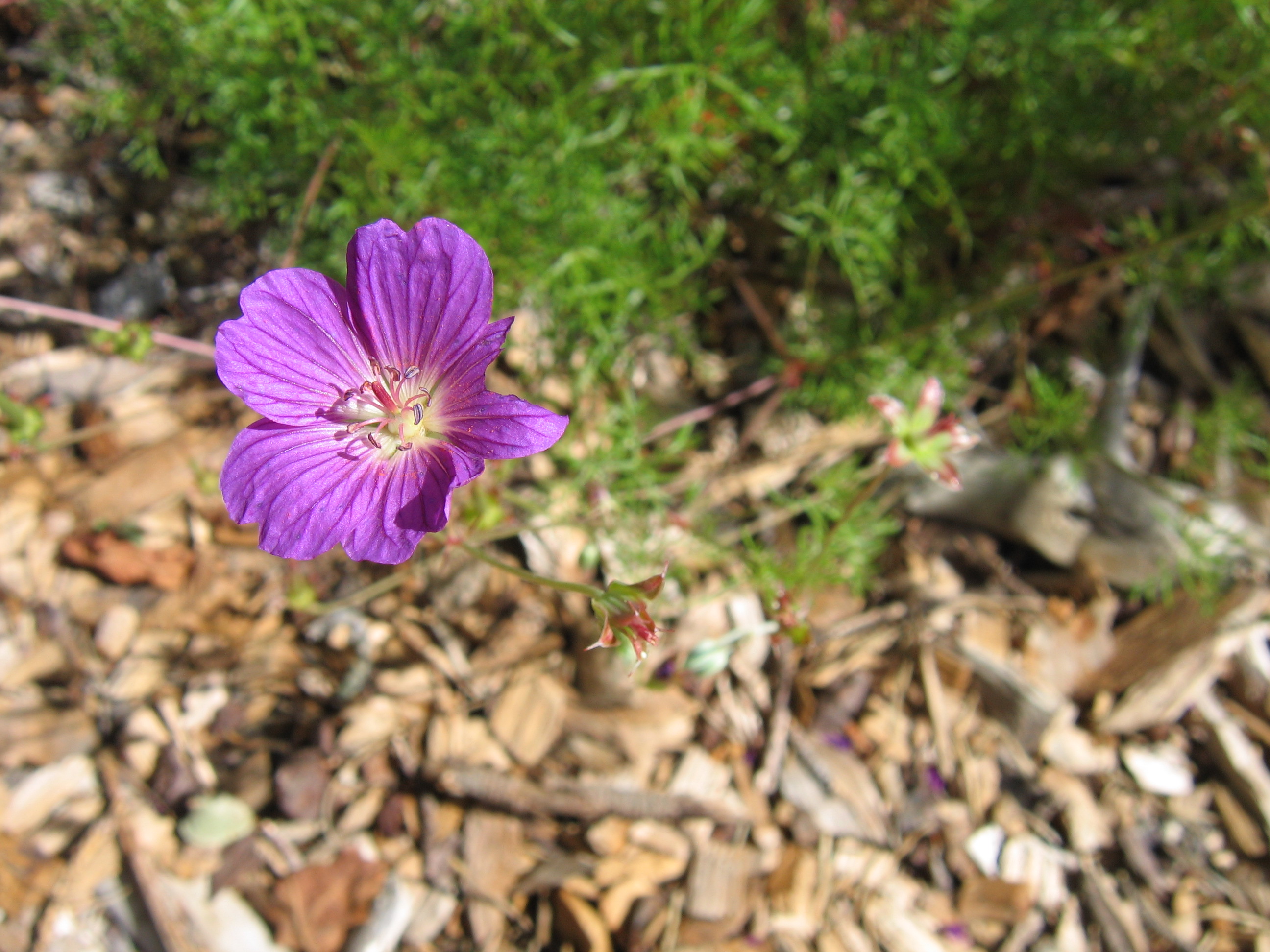 Purple Flower