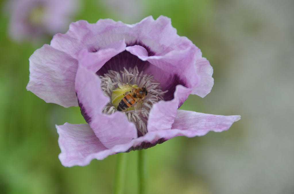 Apis mellifera on poppy