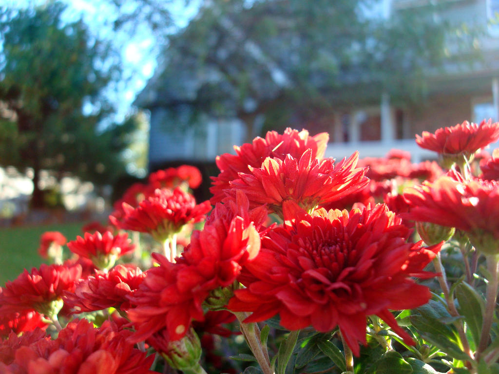 Red Flowers