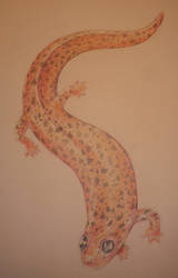 Salamander