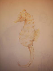 Sea horse