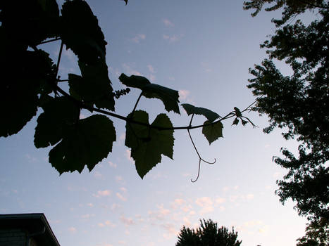 Grape Vine Against Sky