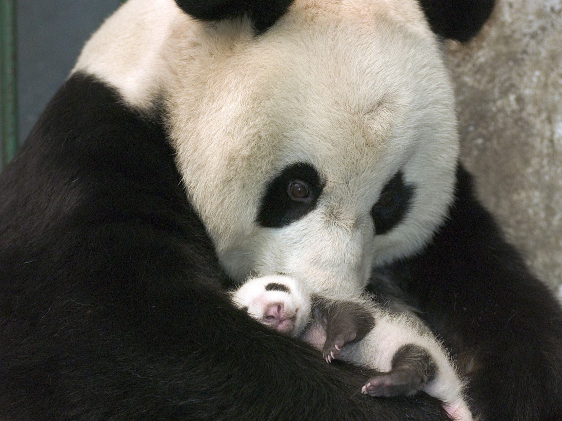 Panda mom