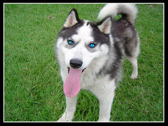 Husky Siberian