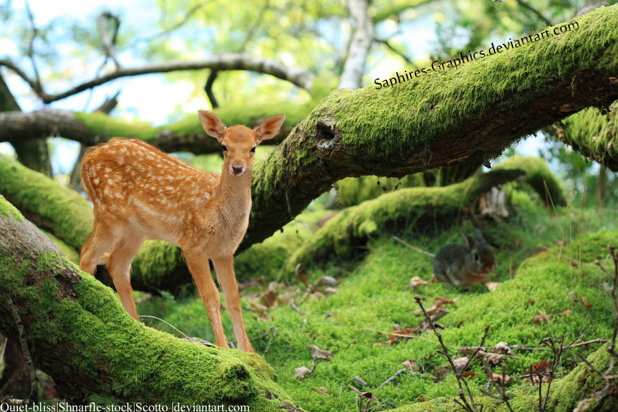 Deer in Forest