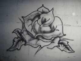 Graffiti rose