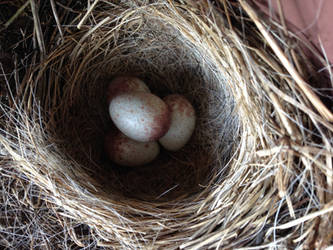 Nest