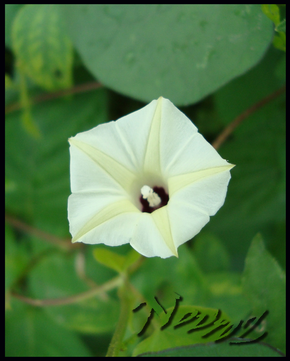 White on Green