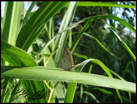 Brown Butterfly