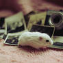 VINTAGE hamster II