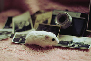 VINTAGE hamster II