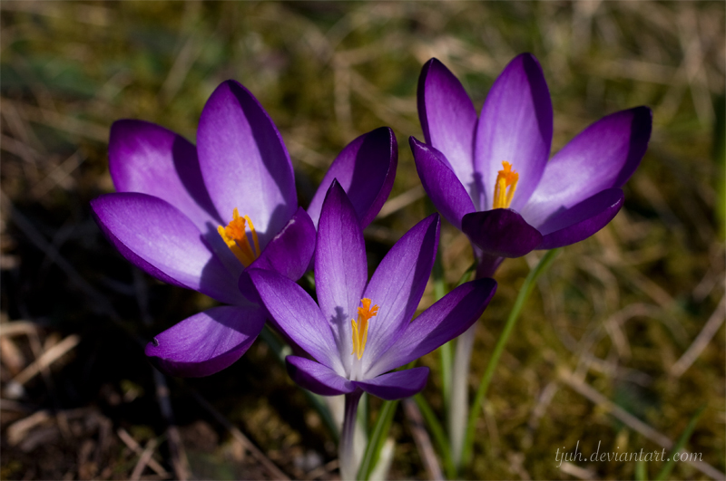 Crocus II