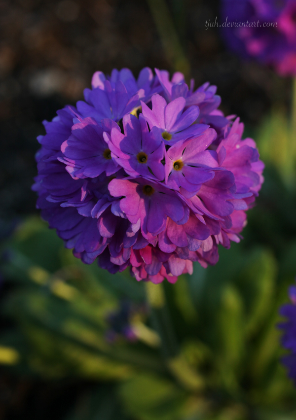 Primula