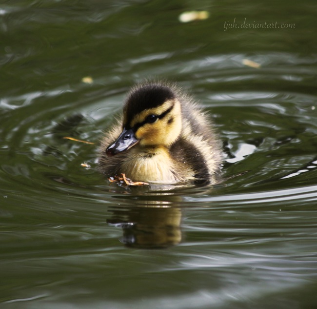 Duckling V