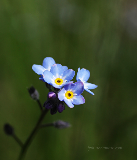 Forget-me-not