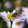 Hoverfly