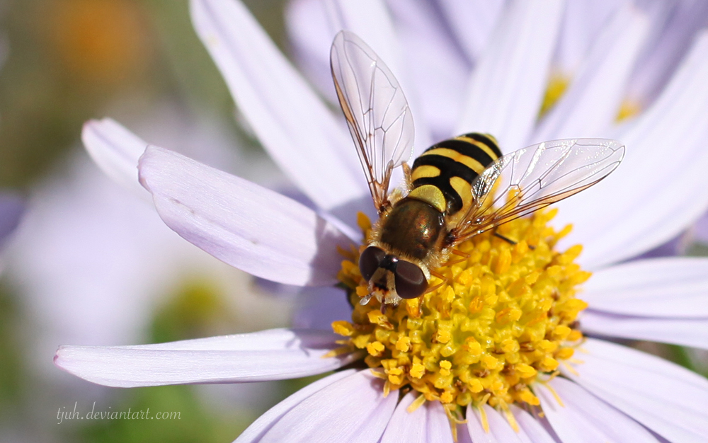 Hoverfly II
