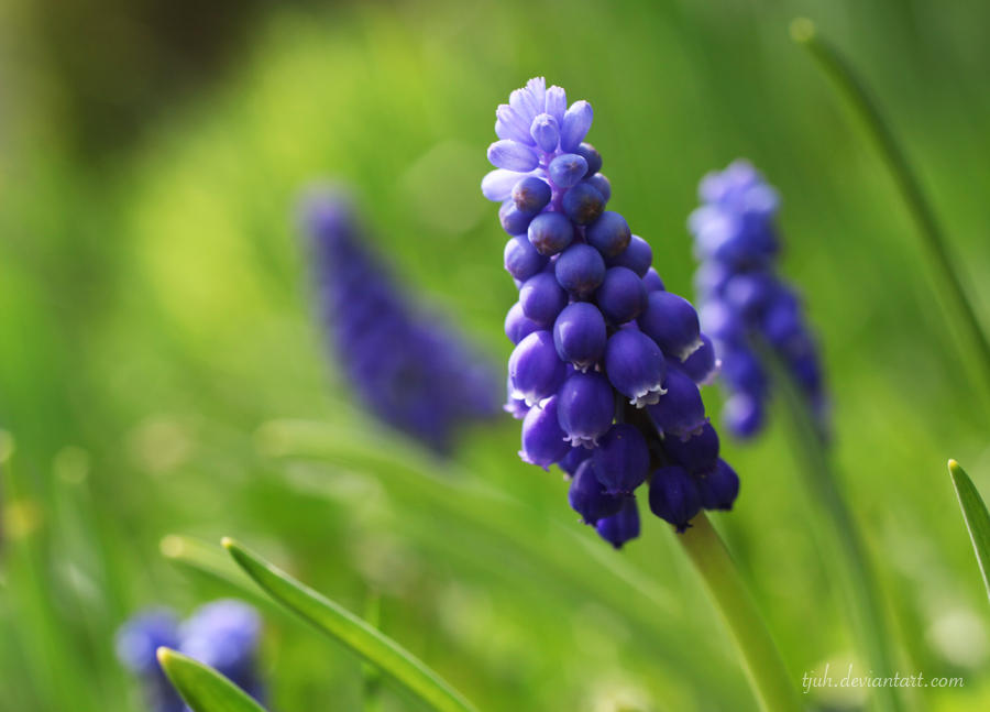 Muscari botryodes by tjuh Muscari botryodes by tjuh