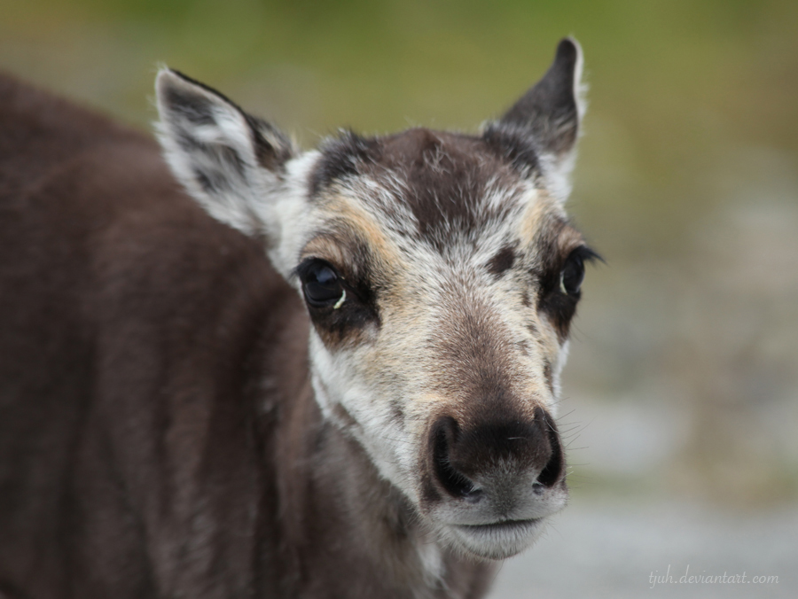 Baby reindeer I