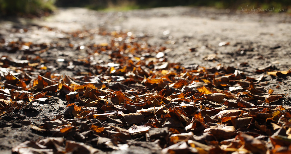 Autumn path