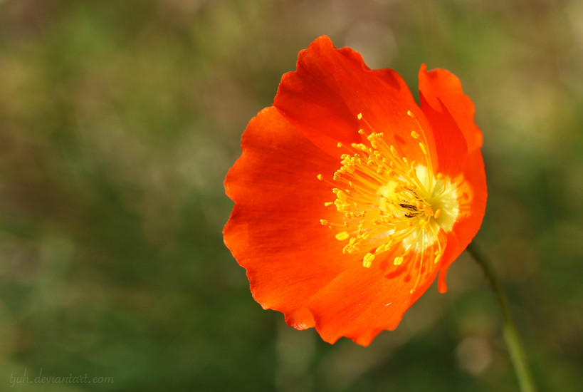 Papaver