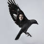 Flight of the Crow