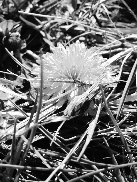 dandelion