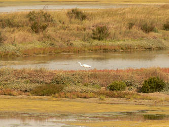 bayou's bird