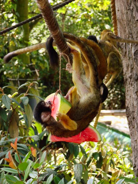 monkeys by vakulka on DeviantArt